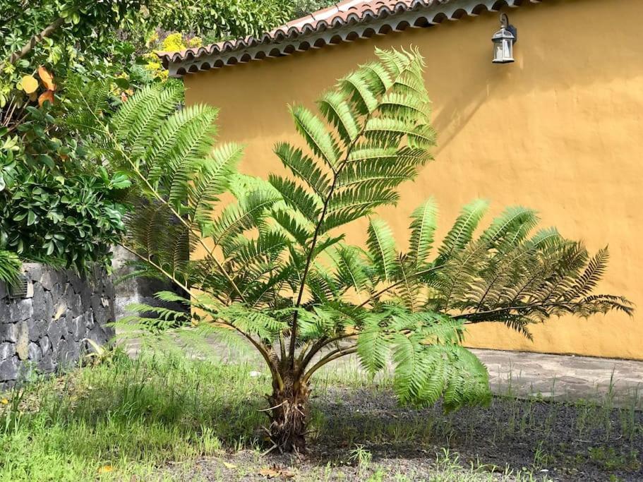 Vila Rustic House La Montana Breña Baja Exteriér fotografie